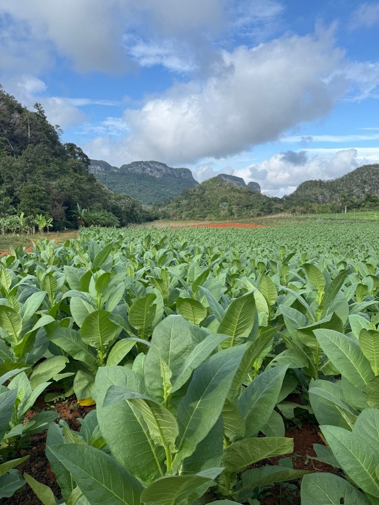Viñales két nap alatt: dohányfarm, barlang, lovaglás — útvonal és időzítés 2 Viñales két nap alatt: dohányfarm, barlang, lovaglás — útvonal és időzítés